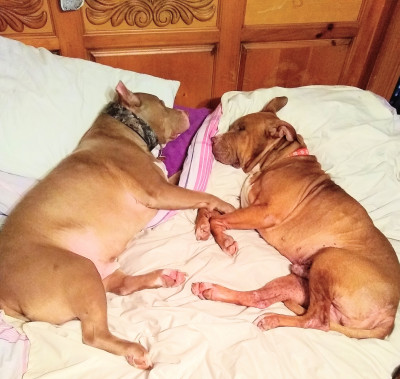 The Pit Stop Sanctuary - Pet Shelter and Rescue in Brewton, Alabama