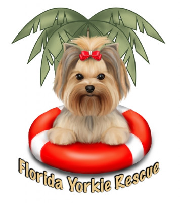 Florida Yorkie Rescue - Pet Shelter and Rescue in Palm City, Florida