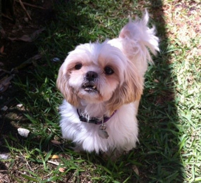 Shih Tzu And Furbaby Rescue - Pet Shelter and Rescue in St. Marys, Georgia