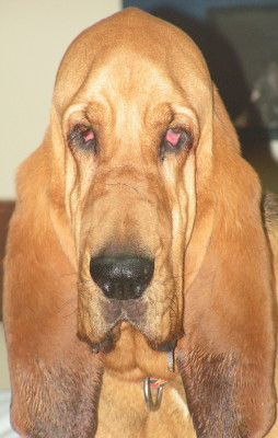 Southeast Bloodhound Rescue - Pet Shelter and Rescue in Carrollton, Georgia
