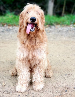 Peaceful Paws Animal Sanctuary - Pet Shelter and Rescue in Lawrence, Michigan