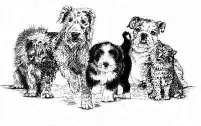 Pet Resource Network Inc. - Pet Shelter and Rescue in Otsego, Michigan