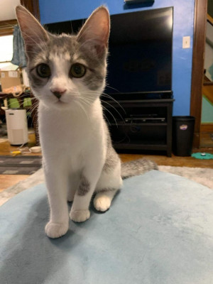 Legends Rescue - Pet Shelter and Rescue in New Brighton, Minnesota