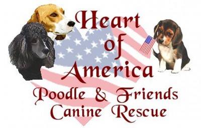 Heart Of America Poodle And Friends K-9 Rescue - Pet Shelter and Rescue in Moscow Mills, Missouri