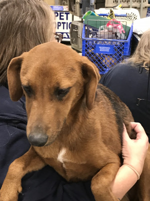 Pet Rescue Services - Pet Shelter and Rescue