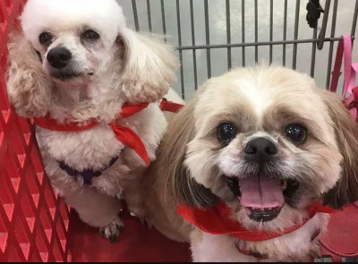 Second Chance Pet Adoptions - Pet Shelter and Rescue in Smithville, Missouri