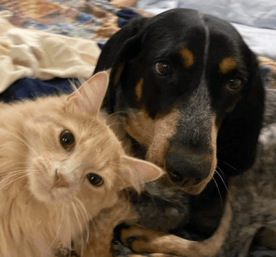 Vintage Racers For Rescues  - Pet Shelter and Rescue in Blanch, North Carolina