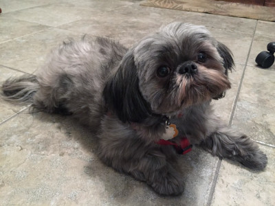 Shih Tzu And Furbaby Rescue - Pet Shelter and Rescue in Miamisburg, Ohio