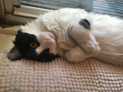 Brooklyn Bridge Animal Welfare Coalition - Pet Shelter and Rescue