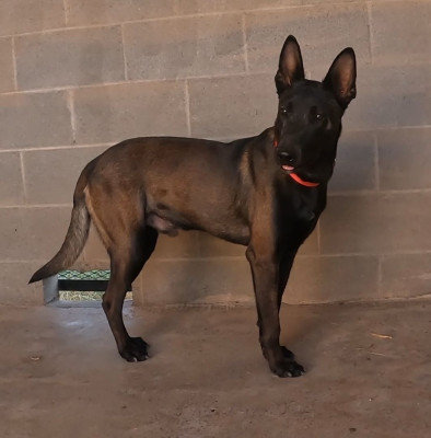 Central Arizona Animal Rescue - Pet Shelter and Rescue in San Tan Valley, Arizona