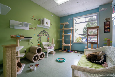 MEOW Cat Rescue - Pet Shelter and Rescue in Kirkland, Washington