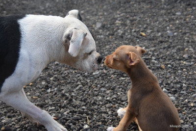 Misspits Rescue - Pet Shelter and Rescue in Oakville, Washington