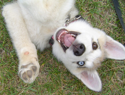 Willow Run Siberian Husky Rescue - Pet Shelter and Rescue in Leavenworth, Washington