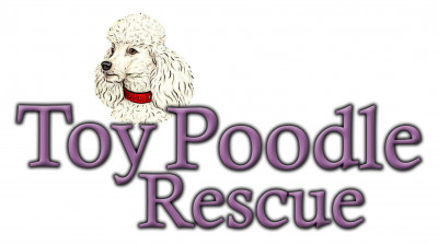 Toy Poodle Rescue - Pet Shelter and Rescue in Dover, Massachusetts