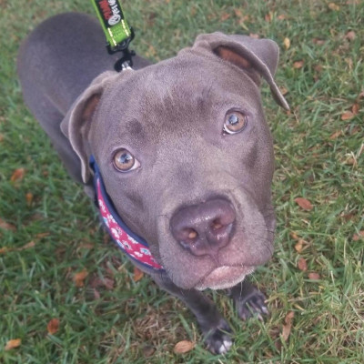 Dawgs Fight Back Inc - Pet Shelter and Rescue in Salem, New Hampshire