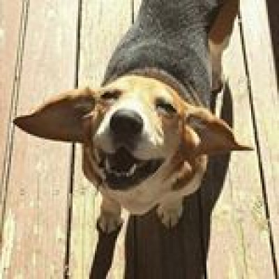 Hedgesville Hounds - Pet Shelter and Rescue in Rockville, Maryland