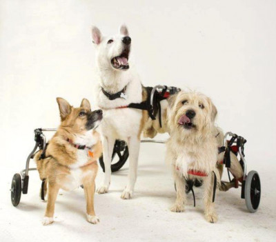 Pets With Disabilities - Pet Shelter and Rescue in Prince Frederick, Maryland