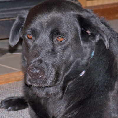 House Of Hope Animal Rescue - Pet Shelter and Rescue in Elkton, Maryland