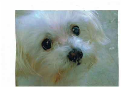 Ruby Ranch Pet Rescue And Sanctuary - Pet Shelter and Rescue in Phoenix, Arizona