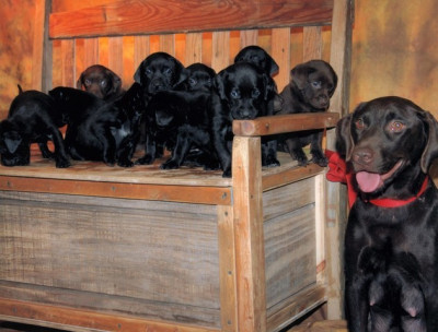 The Marshmallow Foundation - Pet Shelter and Rescue in Detroit Lakes, Minnesota