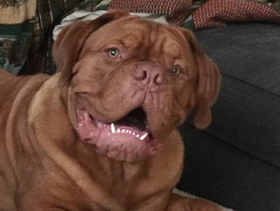 Dogue De Bordeaux Rescue, Inc - Pet Shelter and Rescue in Welch, Minnesota