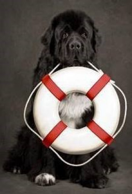 Who Rescued Who Humane Society - Pet Shelter and Rescue in Clairton, Pennsylvania