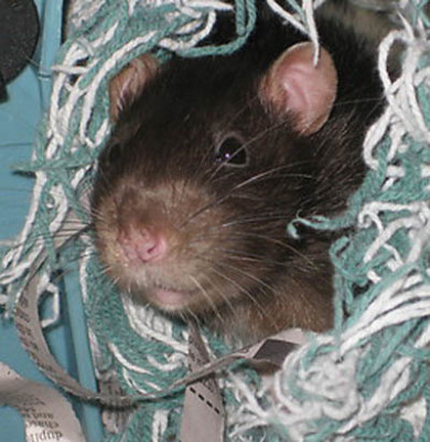 Pittsburgh Rat Lovers Club - Pet Shelter and Rescue in Pittsburgh, Pennsylvania