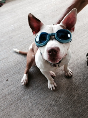 Warwick Animal Shelter - Pet Shelter and Rescue in Warwick, Rhode Island