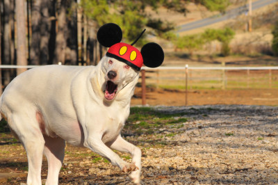 Hollow Creek Farm Equine And Canine Rescue - Pet Shelter and Rescue in Enoree, South Carolina