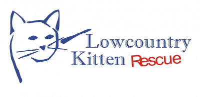 Bottle Babies / Lowcountry Kitten Rescue (LKR) - Pet Shelter and Rescue in Mount Pleasant, South Carolina