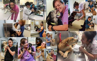 MidSouth Animal Rescue League - Pet Shelter and Rescue in Bartlett, Tennessee