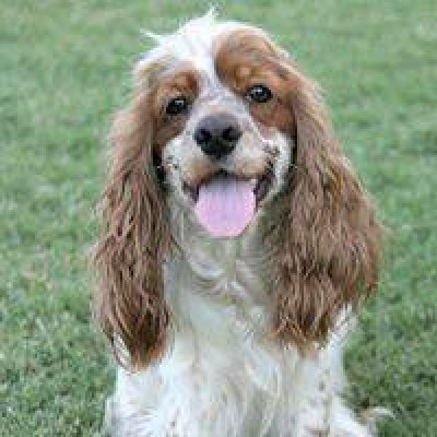 Mid-South Cocker Spaniel Rescue - Pet Shelter and Rescue in Memphis, Tennessee
