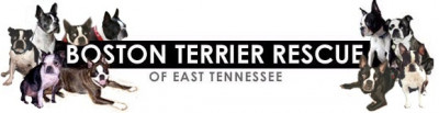 Boston Terrier Rescue Of East Tennessee - Pet Shelter and Rescue in Maryville, Tennessee