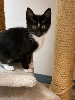 Sawyer Lake Veterinary Hospital/South Sound Critter Care - Pet Shelter and Rescue in Kent, Washington