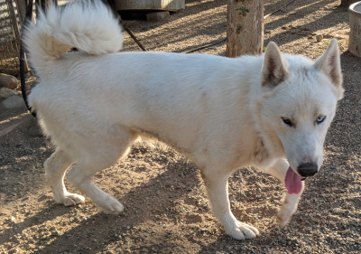 Buckeye Animal Rescue And Kennel (BARK) - Pet Shelter and Rescue in Buckeye, Arizona