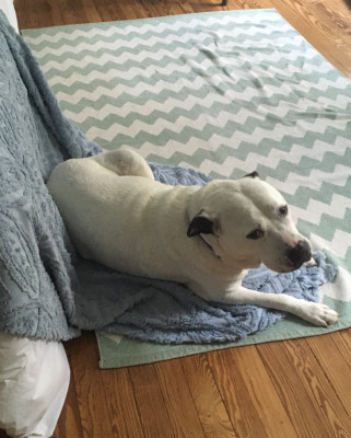 Helping Homeless Pets - Pet Shelter and Rescue in Atlanta, Georgia