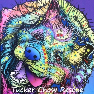 Tucker Chow Rescue - Pet Shelter and Rescue in Tucker, Georgia