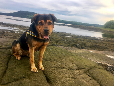 Charlotte County SPCA - Pet Shelter and Rescue in St. Stephen, New Brunswick