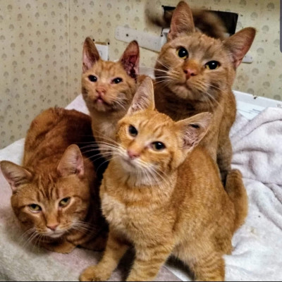 Whatcom Feline Alliance - Pet Shelter and Rescue in Bellingham, Washington