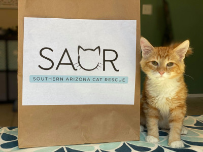 Southern Arizona Cat Rescue - Pet Shelter and Rescue in Tucson, Arizona