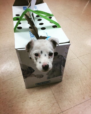 Blackhat Humane Society - Pet Shelter and Rescue in Chinle, Arizona