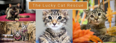 The Lucky Cat Rescue - Pet Shelter and Rescue in Union City, New Jersey
