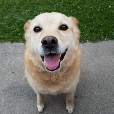 Journey Home Animal Rescue - Pet Shelter and Rescue in Grand Forks, North Dakota