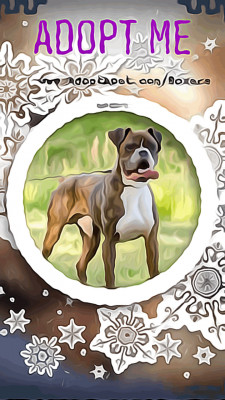 Boxer Rescue Of VT - Pet Shelter and Rescue in Montpelier, Vermont