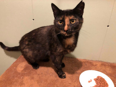 Rusty And Friends Feline Rescue - Pet Shelter and Rescue in South Park Village, Washington