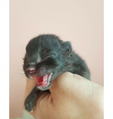 Too Cute Kitten Rescue - Pet Shelter and Rescue in Brawley, California