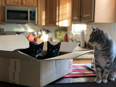 Crabby Cat Alliance - Pet Shelter and Rescue in Washington Township, New Jersey