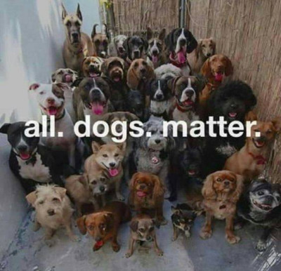 Isle Of Paws Rescue - Pet Shelter and Rescue in Columbia, South Carolina