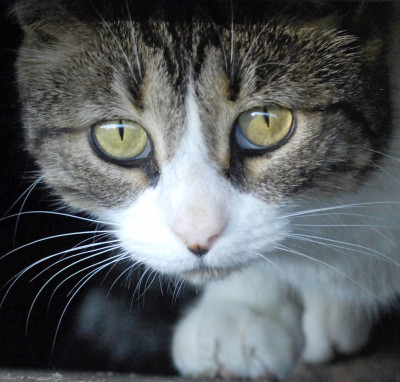 Rescue Feline Voices - Pet Shelter and Rescue