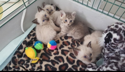 Save A Kitty, Inc. - Pet Shelter and Rescue in Santa Clarita, California